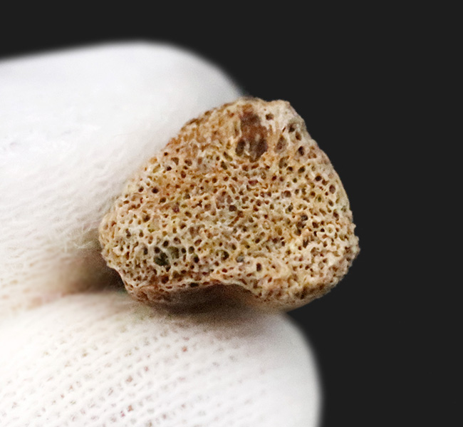 白亜紀の地面を踏みしめた証左 … テスケロサウルス（Thescelosaurus neglectus）の指骨化石（その5）