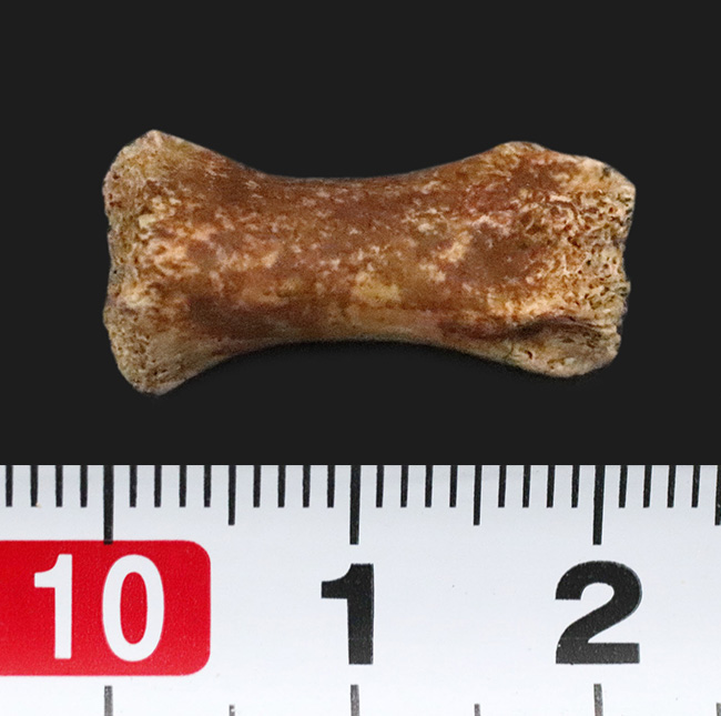 白亜紀の地面を踏みしめた証左 … テスケロサウルス（Thescelosaurus neglectus）の指骨化石（その6）