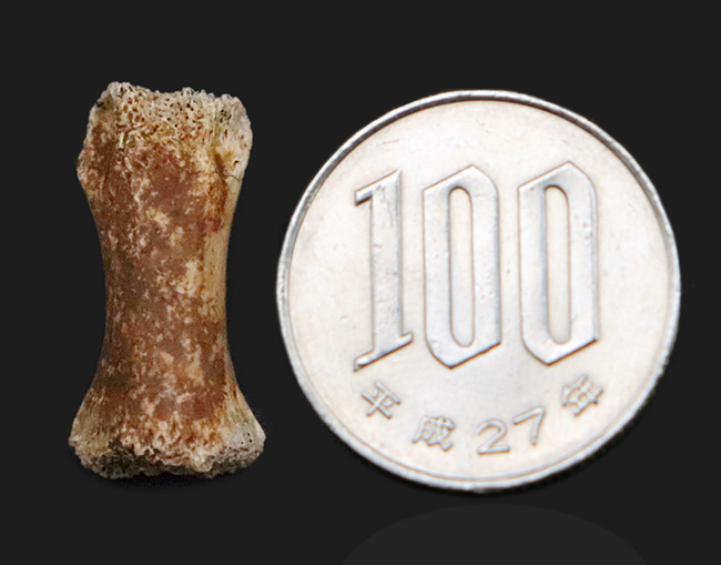 白亜紀の地面を踏みしめた証左 … テスケロサウルス（Thescelosaurus neglectus）の指骨化石（その7）