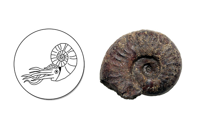 本物化石15点セット 誕生日プレゼントや記念日プレゼントに最適 恐竜の歯から恐竜のウンチまで(その1)