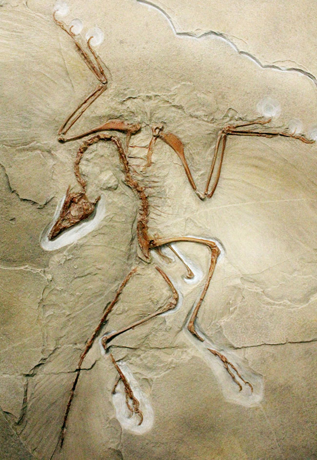 最良の保存状態で見つかった始祖鳥のレプリカ標本（その1）