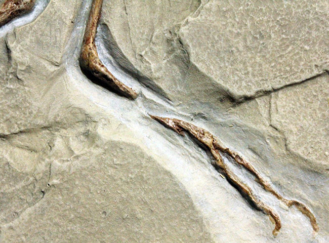 最良の保存状態で見つかった始祖鳥のレプリカ標本（その10）