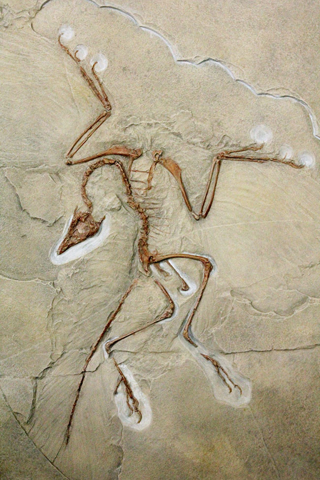 最良の保存状態で見つかった始祖鳥のレプリカ標本（その11）