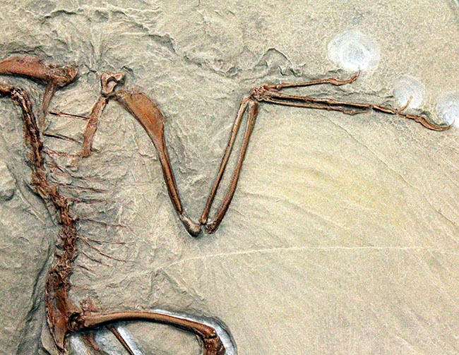 最良の保存状態で見つかった始祖鳥のレプリカ標本（その13）