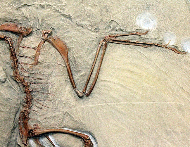 最良の保存状態で見つかった始祖鳥のレプリカ標本(その13)