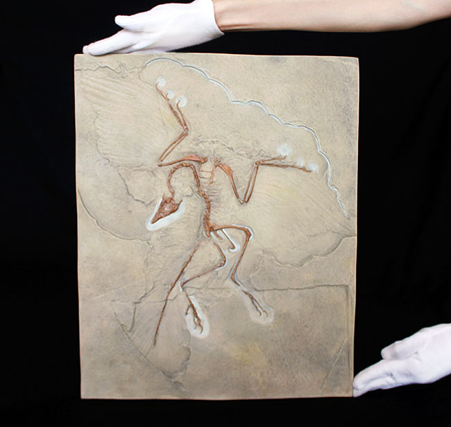 最良の保存状態で見つかった始祖鳥のレプリカ標本（その14）