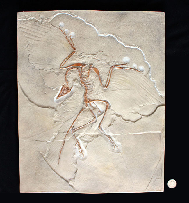 最良の保存状態で見つかった始祖鳥のレプリカ標本（その16）