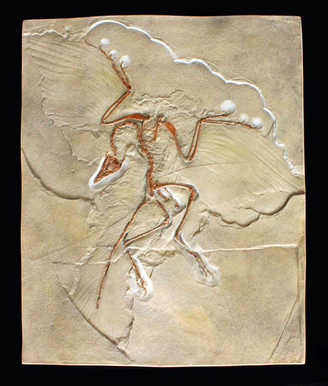 最良の保存状態で見つかった始祖鳥のレプリカ標本（その2）