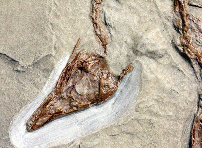 最良の保存状態で見つかった始祖鳥のレプリカ標本（その3）
