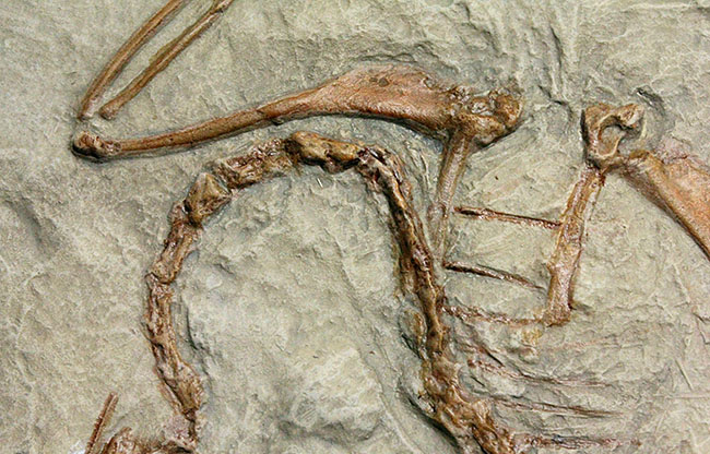 最良の保存状態で見つかった始祖鳥のレプリカ標本（その4）