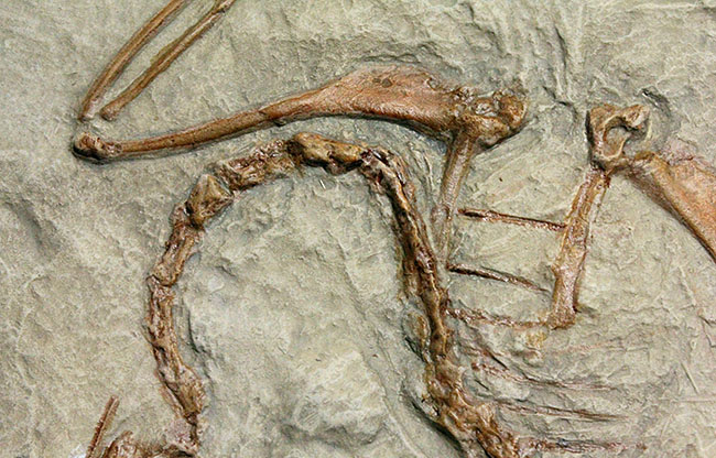 最良の保存状態で見つかった始祖鳥のレプリカ標本(その4)