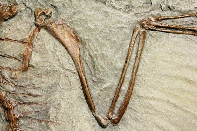最良の保存状態で見つかった始祖鳥のレプリカ標本（その6）