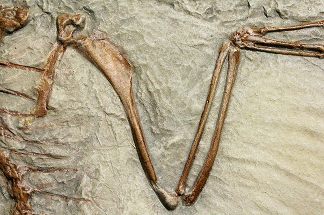 最良の保存状態で見つかった始祖鳥のレプリカ標本(その6)