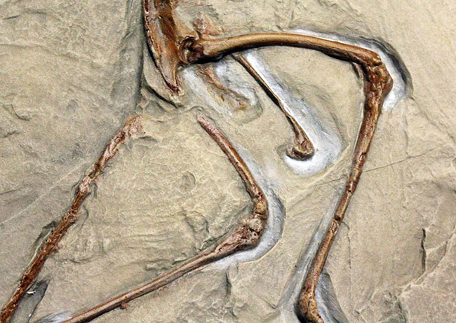 最良の保存状態で見つかった始祖鳥のレプリカ標本（その8）