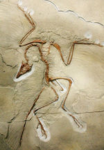 最良の保存状態で見つかった始祖鳥のレプリカ標本