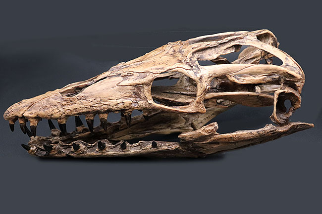 プラテカルプスの頭骨レプリカ（その1）