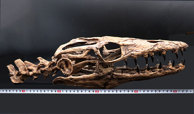 プラテカルプスの頭骨レプリカ（その13）