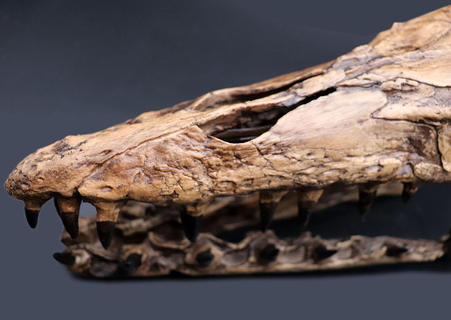 プラテカルプスの頭骨レプリカ レプリカ 販売