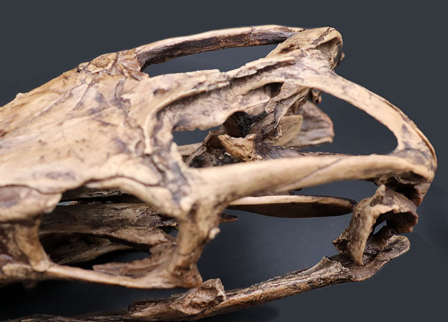 プラテカルプスの頭骨レプリカ（その5）