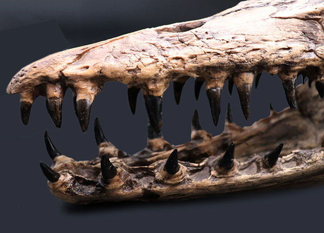 プラテカルプスの頭骨レプリカ レプリカ 販売