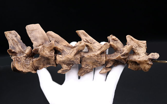 プラテカルプスの頭骨レプリカ（その7）