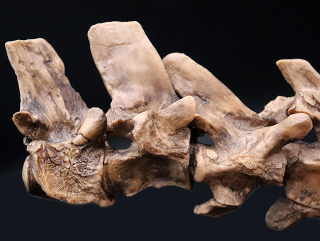 プラテカルプスの頭骨レプリカ（その8）