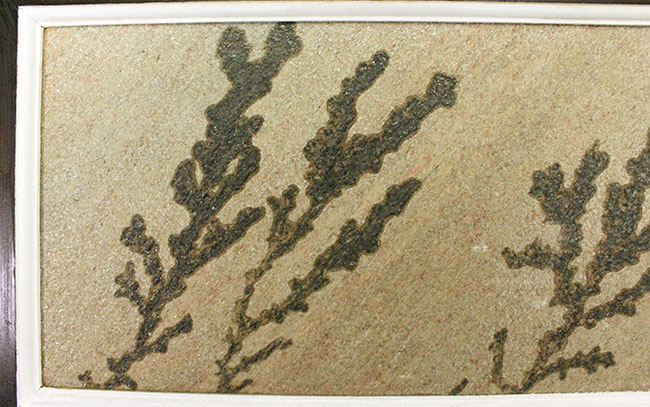 まるで絵画!木枠付きのダイナミック標本、鉱物デンドライト(天吊り、スタンド両方可能)(その3)