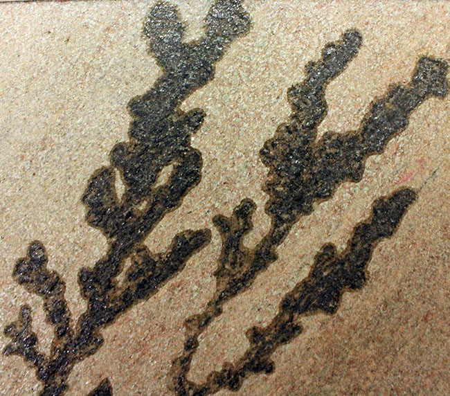 まるで絵画！木枠付きのダイナミック標本、鉱物デンドライト（天