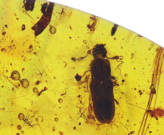 約1億年前の甲虫と思しき虫を内包! ミャンマー産琥珀、バーマイト(Burmite)の美麗標本(その1)