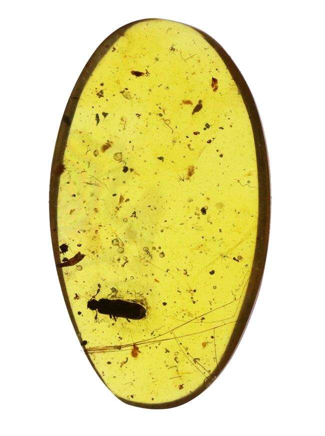 約1億年前の甲虫と思しき虫を内包! ミャンマー産琥珀、バーマイト(Burmite)の美麗標本(その2)