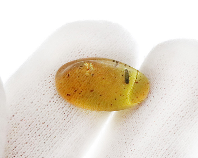 約1億年前の甲虫と思しき虫を内包! ミャンマー産琥珀、バーマイト(Burmite)の美麗標本(その3)