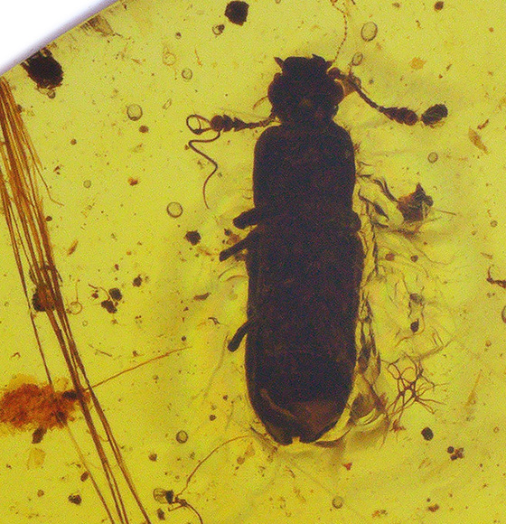 約1億年前の甲虫と思しき虫を内包! ミャンマー産琥珀、バーマイト(Burmite)の美麗標本(その4)