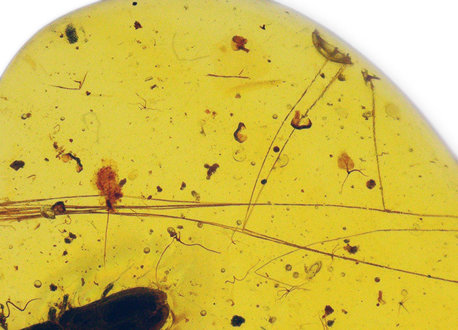 約1億年前の甲虫と思しき虫を内包! ミャンマー産琥珀、バーマイト(Burmite)の美麗標本(その5)
