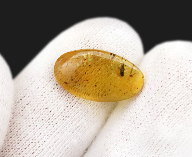 約1億年前の甲虫と思しき虫を内包! ミャンマー産琥珀、バーマイト(Burmite)の美麗標本(その6)