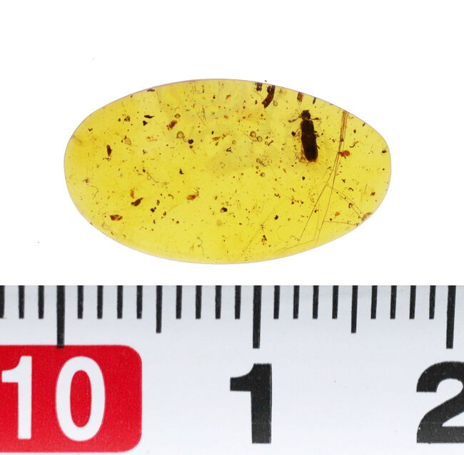 約1億年前の甲虫と思しき虫を内包! ミャンマー産琥珀、バーマイト(Burmite)の美麗標本(その7)