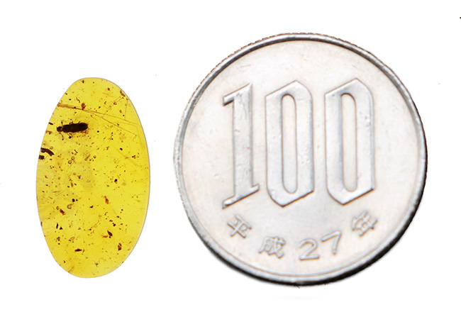 約1億年前の甲虫と思しき虫を内包! ミャンマー産琥珀、バーマイト(Burmite)の美麗標本(その8)