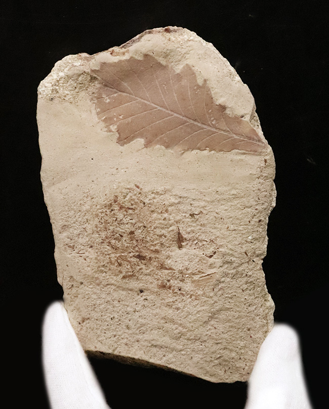 約1000万年前の日本列島の遠い記憶……秋田県湯沢市産の葉化石（その2）