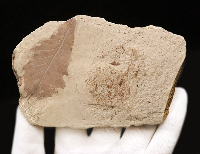 約1000万年前の日本列島の遠い記憶……秋田県湯沢市産の葉化石（その3）