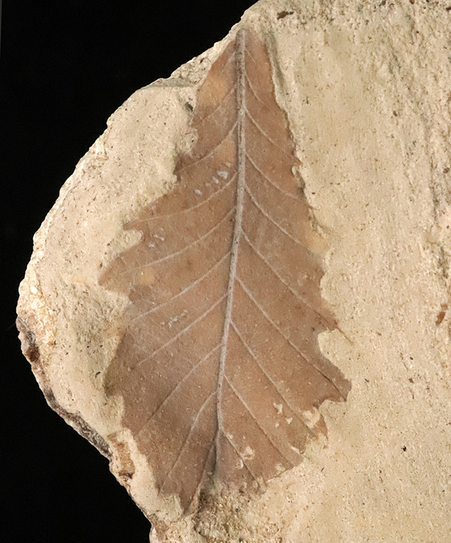 約1000万年前の日本列島の遠い記憶……秋田県湯沢市産の葉化石（その4）