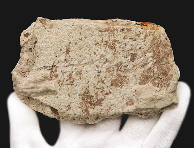 約1000万年前の日本列島の遠い記憶……秋田県湯沢市産の葉化石（その5）