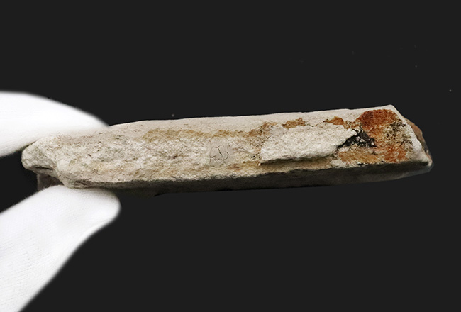 約1000万年前の日本列島の遠い記憶……秋田県湯沢市産の葉化石（その6）