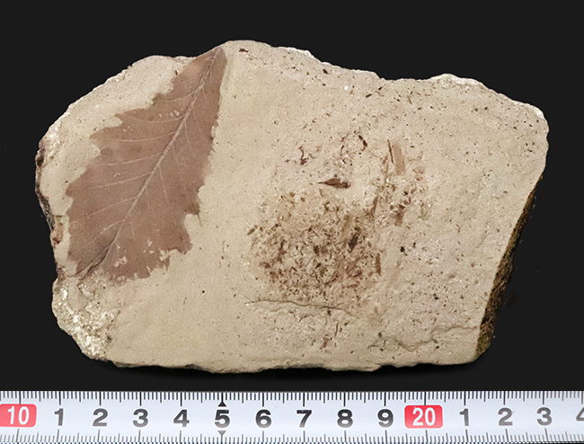 約1000万年前の日本列島の遠い記憶……秋田県湯沢市産の葉化石（その7）