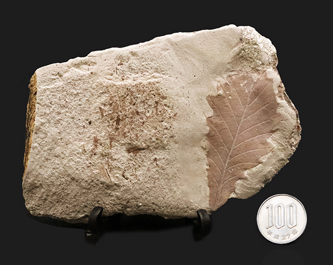 約1000万年前の日本列島の遠い記憶……秋田県湯沢市産の葉化石（その8）