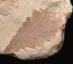 約1000万年前の日本列島の遠い記憶……秋田県湯沢市産の葉化石