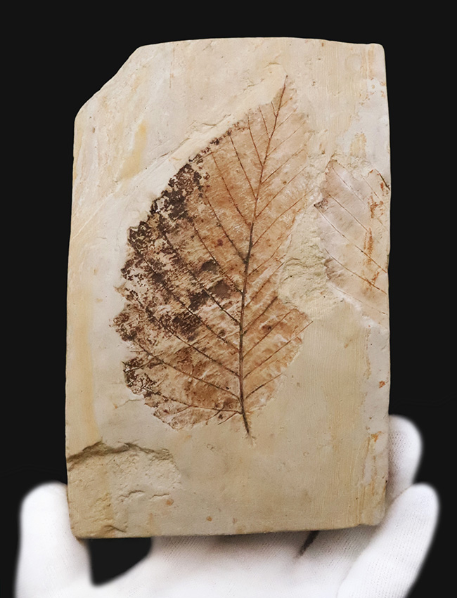 10センチを超える特大標本、国内マニアック化石シリーズ！ 岩手県岩手郡雫石町・用ノ沢産の木の葉の化石。カバノキの可能性あり（その1）