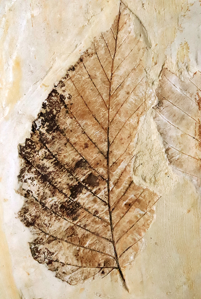 10センチを超える特大標本、国内マニアック化石シリーズ！ 岩手県岩手郡雫石町・用ノ沢産の木の葉の化石。カバノキの可能性あり（その2）