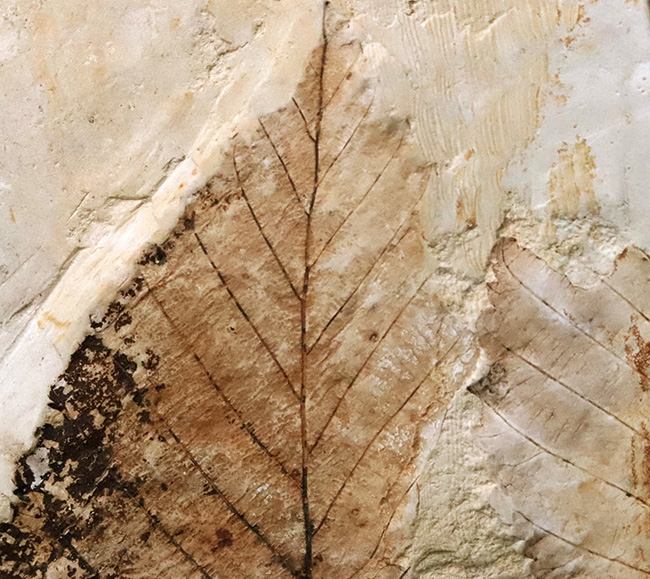 10センチを超える特大標本、国内マニアック化石シリーズ！ 岩手県岩手郡雫石町・用ノ沢産の木の葉の化石。カバノキの可能性あり（その3）