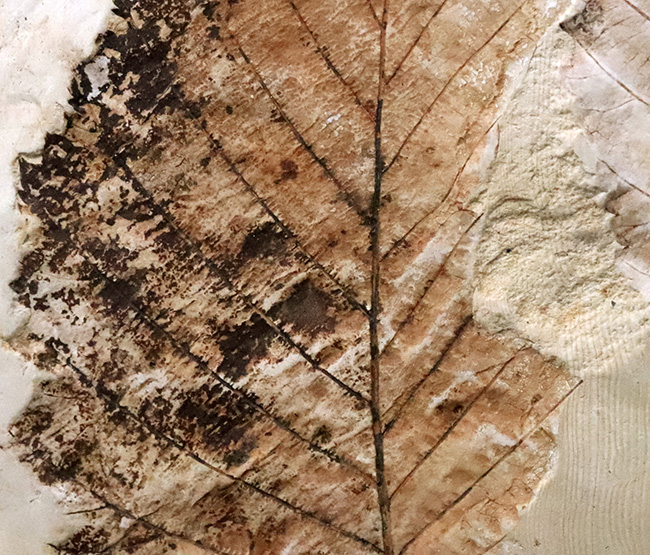 10センチを超える特大標本、国内マニアック化石シリーズ！ 岩手県岩手郡雫石町・用ノ沢産の木の葉の化石。カバノキの可能性あり（その4）