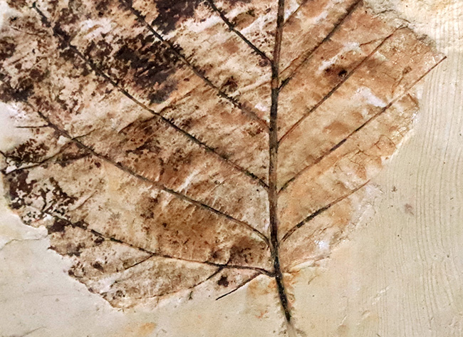 10センチを超える特大標本、国内マニアック化石シリーズ！ 岩手県岩手郡雫石町・用ノ沢産の木の葉の化石。カバノキの可能性あり（その5）