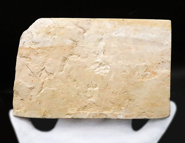 10センチを超える特大標本、国内マニアック化石シリーズ！ 岩手県岩手郡雫石町・用ノ沢産の木の葉の化石。カバノキの可能性あり（その6）